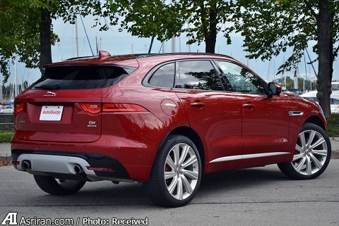 اعلام جنگ ببر انگلیسی با گربه ملوس آلمانها اعلام جنگ ببر انگلیسی با گربه ملوس آلمانها