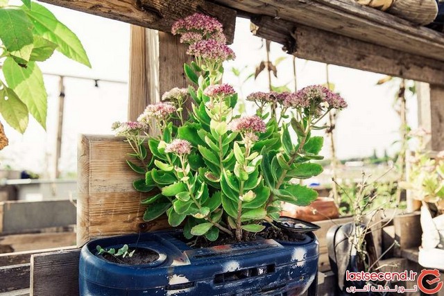 برلین، سبزترین شهر دنیا؟ (+عکس)