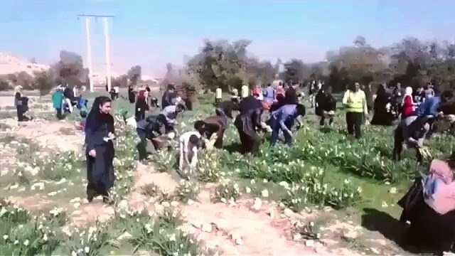 در ستایش و نکوهش غارتگران گل نرگس!