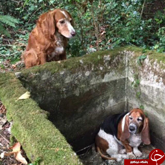 دوستی این سگ مثال زدنی است (+عکس) دوستی این سگ مثال زدنی است (+عکس)