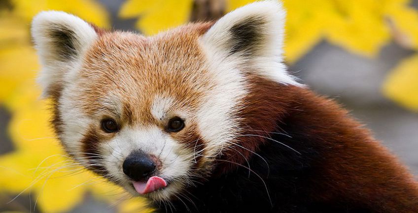 پاندای قرمز رنگ پیدا شد (+عکس)