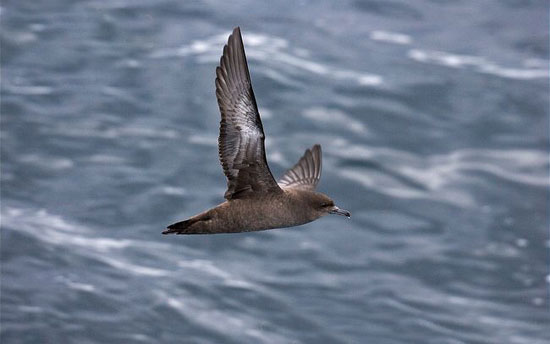 طولانی&zwnj;ترین مهاجرت&zwnj;ها در دنیای حیوانات (+عکس)