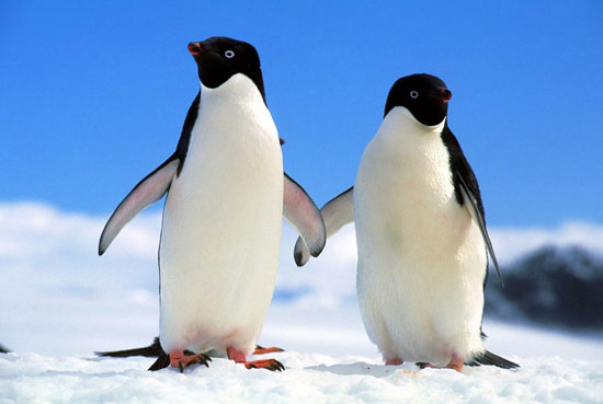 طولانی&zwnj;ترین مهاجرت&zwnj;ها در دنیای حیوانات (+عکس)