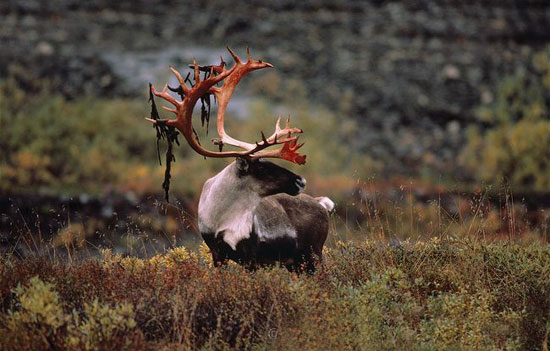 طولانی&zwnj;ترین مهاجرت&zwnj;ها در دنیای حیوانات (+عکس)
