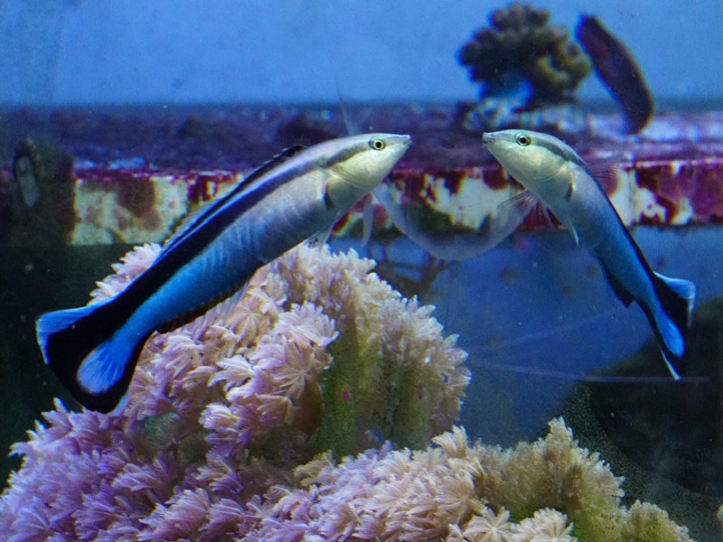 ماهی هایی که خود را در آینه می شناسند (+عکس) ماهی هایی که خود را در آینه می شناسند (+عکس)