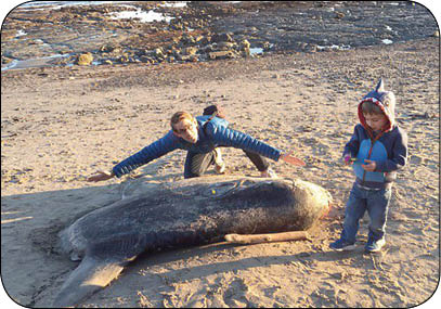 جانوری عجیب در سواحل کالیفرنیا جانوری عجیب در سواحل کالیفرنیا