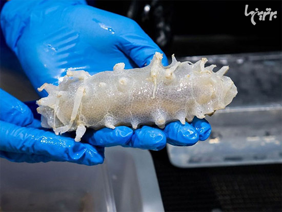 در عمق 5000 متری اقیانوس چه خبر است؟ (+عکس)