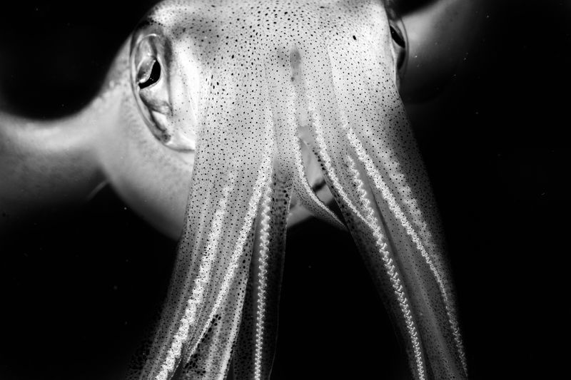 رخ&zwnj;به&zwnj;رخ با ماهی مرکب (عکس)