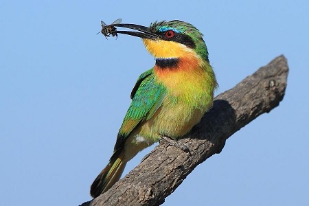 قتل عام ۵۰۰ پرنده به&zwnj;خاطر یک مشت عسل در قم