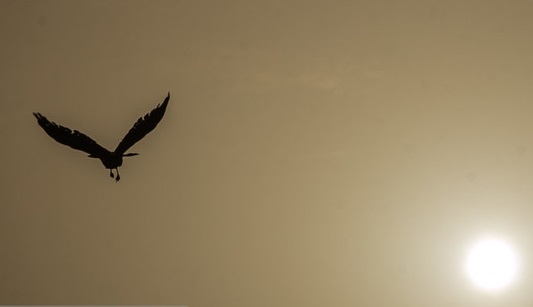 آلودگی هوا پرندگان را از شهر فراری می&zwnj;دهد