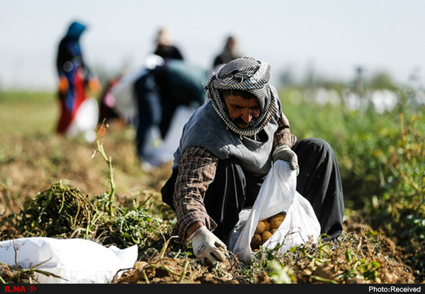 تبدیل کشاورز به ویلا&zwnj;ساز با خرد شدن زمین&zwnj;های کشاورزی