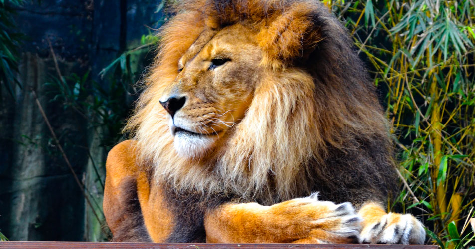 با دوره MBA میلیاردر شدن دیگر رویا نیست با دوره MBA میلیاردر شدن دیگر رویا نیست