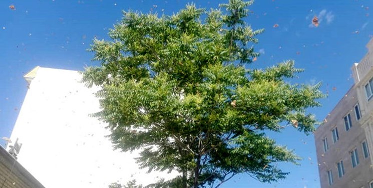 حمله ملخها به 3 مدرسه در فردیس کرج حمله ملخها به 3 مدرسه در فردیس کرج