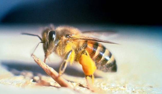 ترسناک&zwnj;ترین و خطرناک&zwnj;ترین حشرات جهان را بشناسید (+عکس)