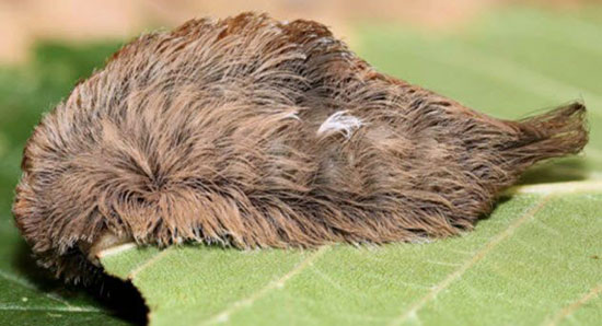 ترسناک&zwnj;ترین و خطرناک&zwnj;ترین حشرات جهان را بشناسید (+عکس)