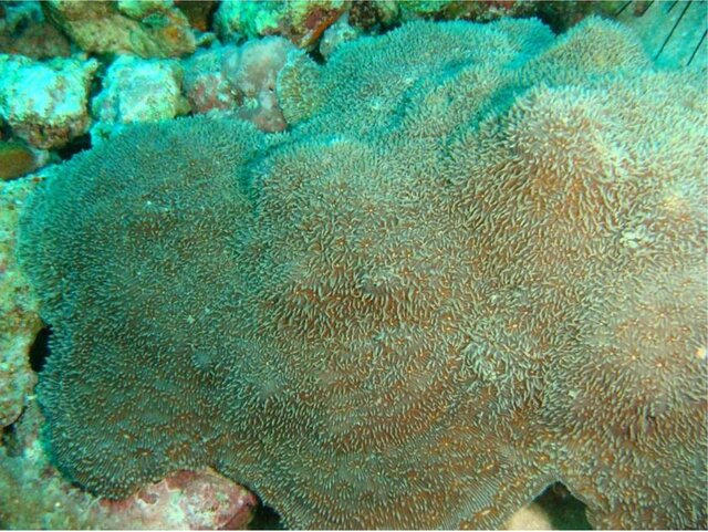 مشاهده 2 گونه نادر از مرجان&zwnj;های سخت در خلیج فارس