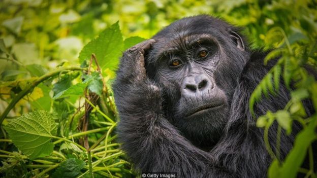 وقتی چشم در چشم می&zwnj;شویم چه اتفاقی می&zwnj;افتد؟