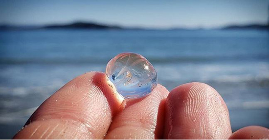 حیوانات شفافی که ثابت می&zwnj;کنند این سیاره یک معجزه است (+عکس)