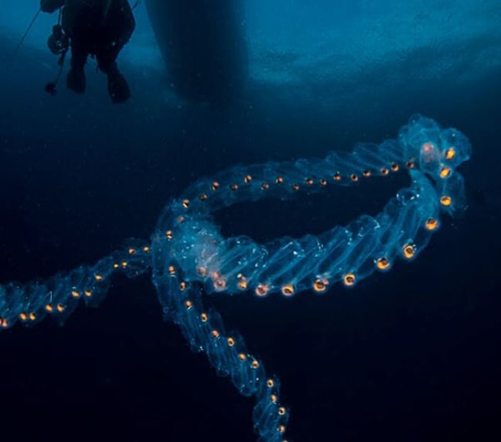 حیوانات شفافی که ثابت می&zwnj;کنند این سیاره یک معجزه است (+عکس)