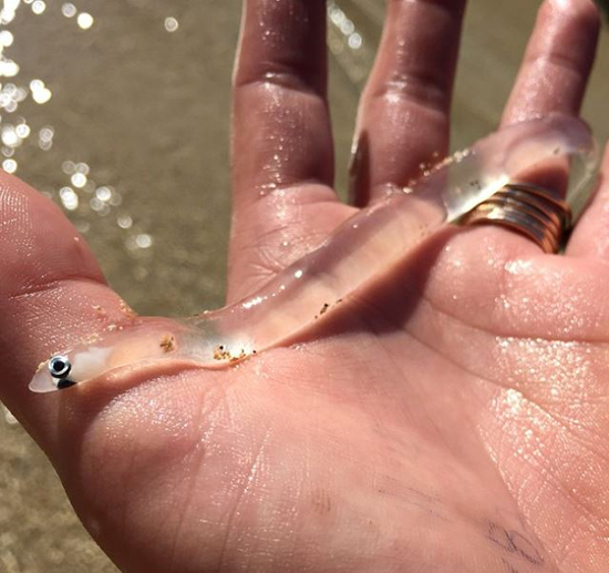 حیوانات شفافی که ثابت می&zwnj;کنند این سیاره یک معجزه است (+عکس)