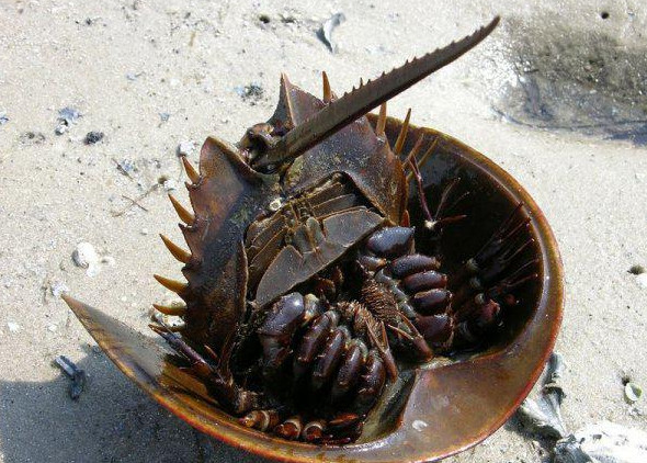 4 موجودی که خونشان قرمز نیست (+عکس)