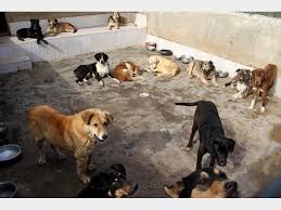 افشاگر سگ کشی در کهریزک تشویق شود نه بازداشت