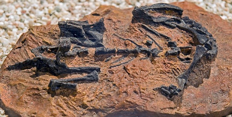 کشف فسیل 100 میلیون ساله گروهی از دایناسورها (+عکس)