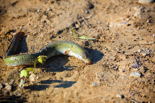 این ماهی&zwnj;ها روی خشکی هم زنده می&zwnj;مانند! (+عکس)