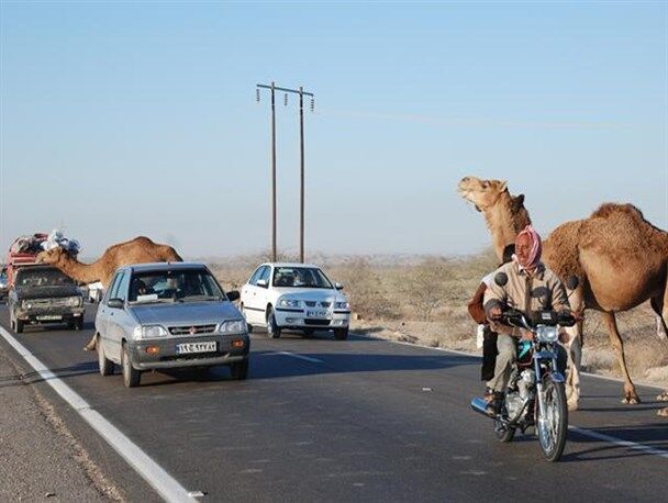 شتر، کابوس ترسناک جاده&zwnj;های هرمزگان