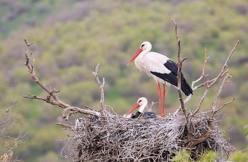 تصویری زیبا از لک لک ها در مریوان
