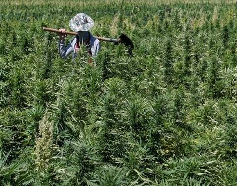 کشاورز لبنانی در مزرعه شاه دانه