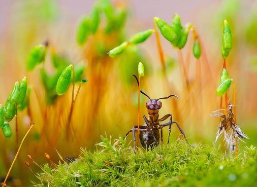 نمای نزدیک ازمورچه (عکس)