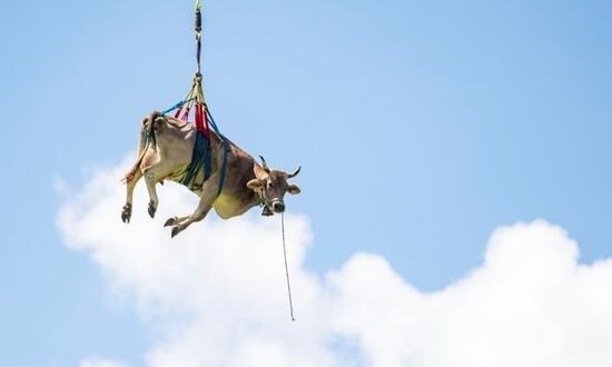 انتقال گاو بیمار با بالگرد در سوئیس