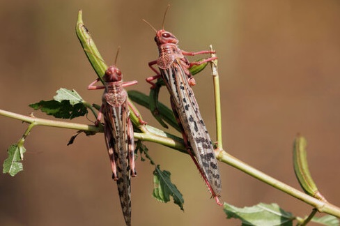 اولین گروه ملخ های صحرایی از هند و پاکستان وارد ایران شدند