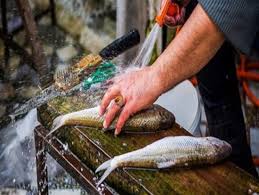 کاهش ۱۰۰ تنی مصرف روزانه ماهی در تهران