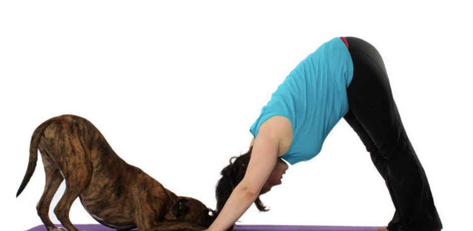 یوگا در کنار سگ&zwnj;ها
