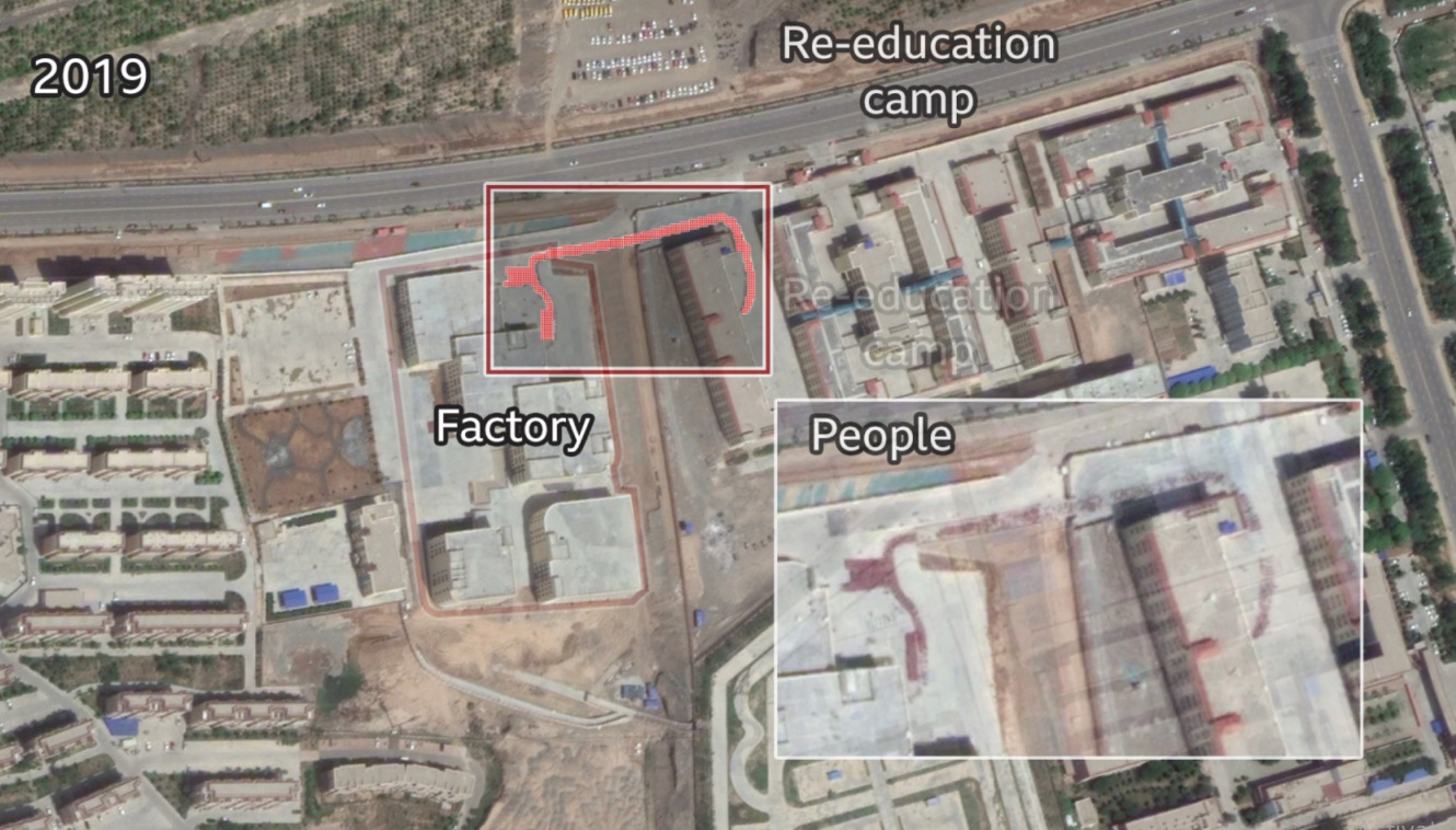 کار اجباری مسلمانان اویغور در مزارع ننگین پنبه  چین