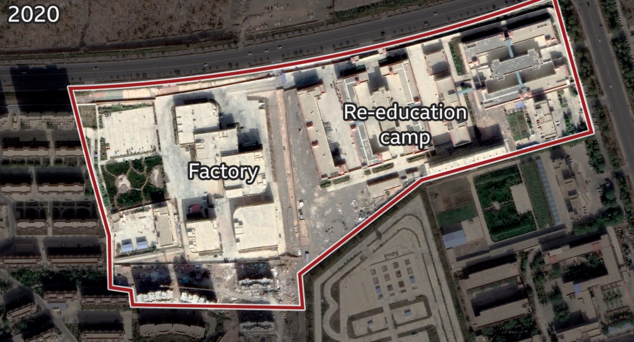 کار اجباری مسلمانان اویغور در مزارع ننگین پنبه  چین