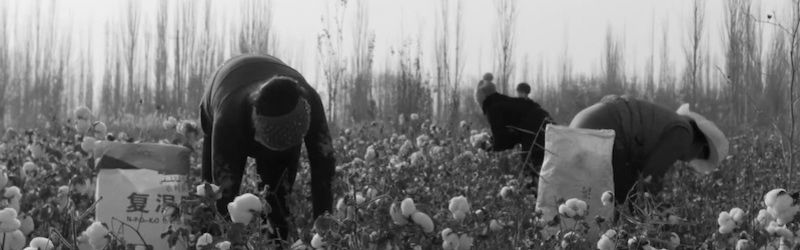 کار اجباری مسلمانان اویغور در مزارع ننگین پنبه  چین