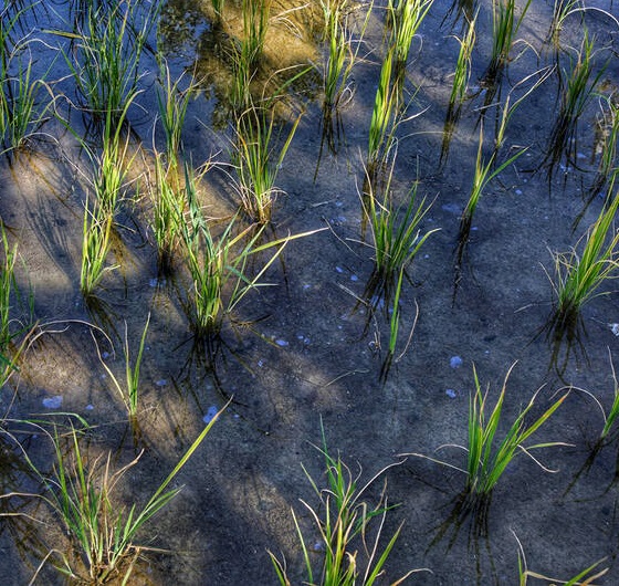 برنج&zwnj;های نفتی سرخون چهارمحال&zwnj;وبختياري