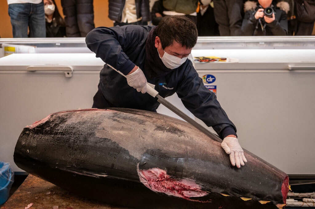 ژاپن؛ حراج سنتی ماهی تن (عکس)