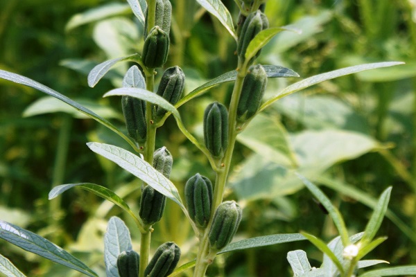 روغن کنجد؛ از رفع خشکی بینی تا محتوای آنتی اکسیدانی فوق العاده