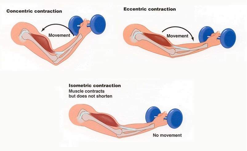 سه ثانیه کار با دمبل در روز برای مقابله با آثار منفی افزایش سن بر عضلات