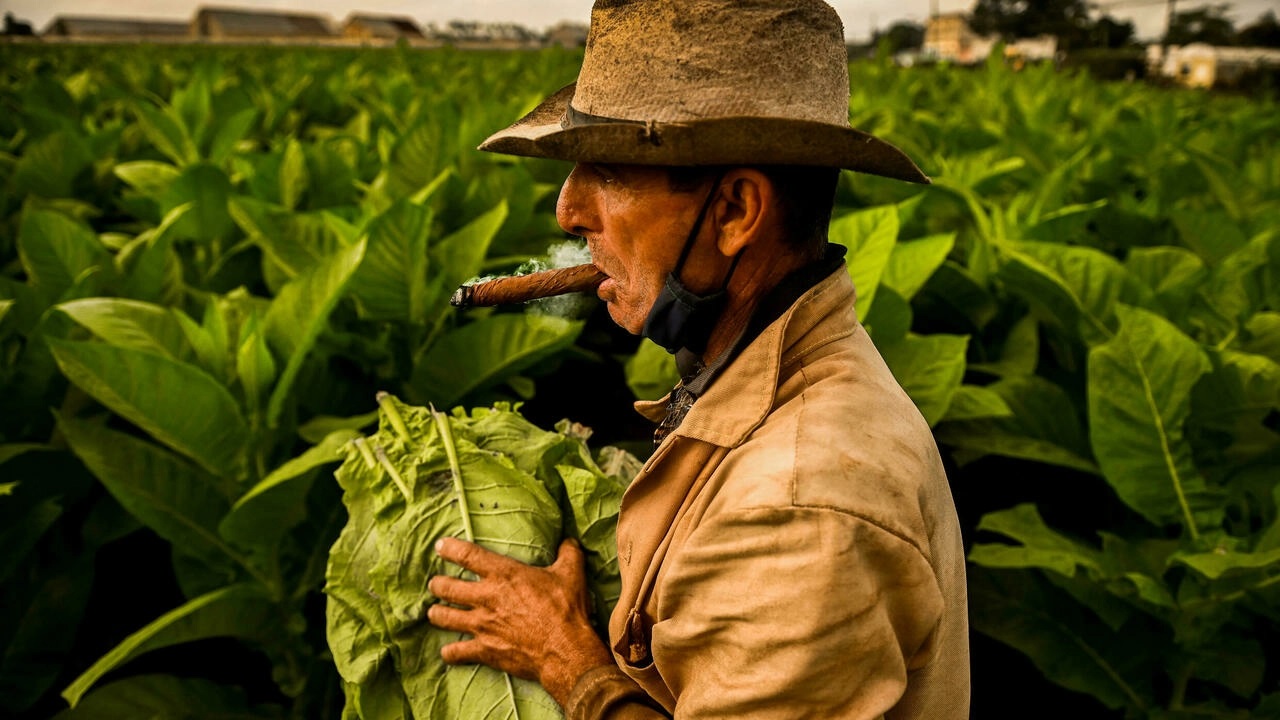 کوبا؛ کمبود کود و دود شدن تنباکوی سیگار برگ
