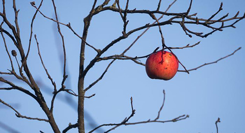 جهان بدون زنبور چگونه است؟