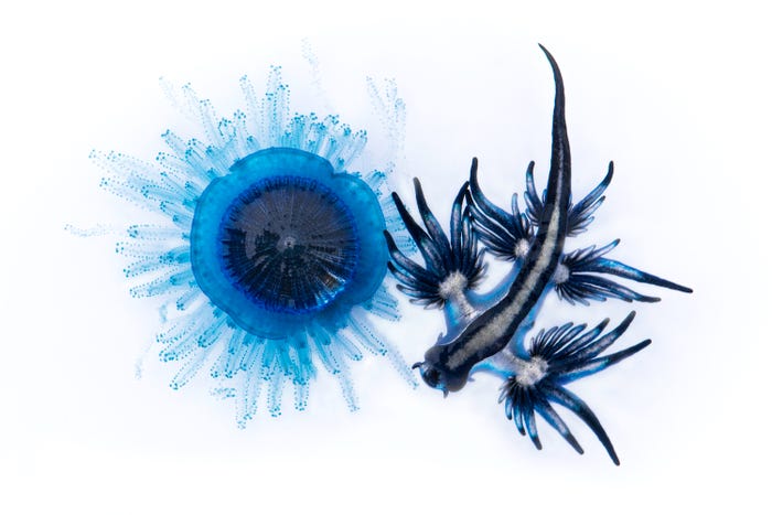 نمایی شگفت انگیز از حیات زیرآبی در مسابقه عکس روز جهانی اقیانوس