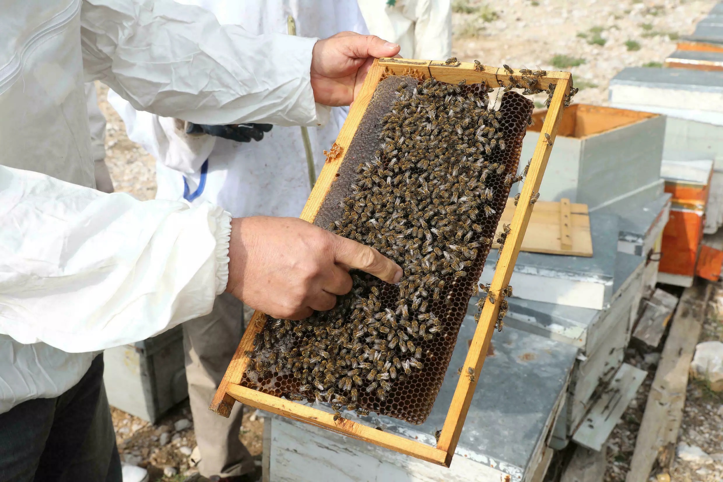 عسل کاج ترکیه