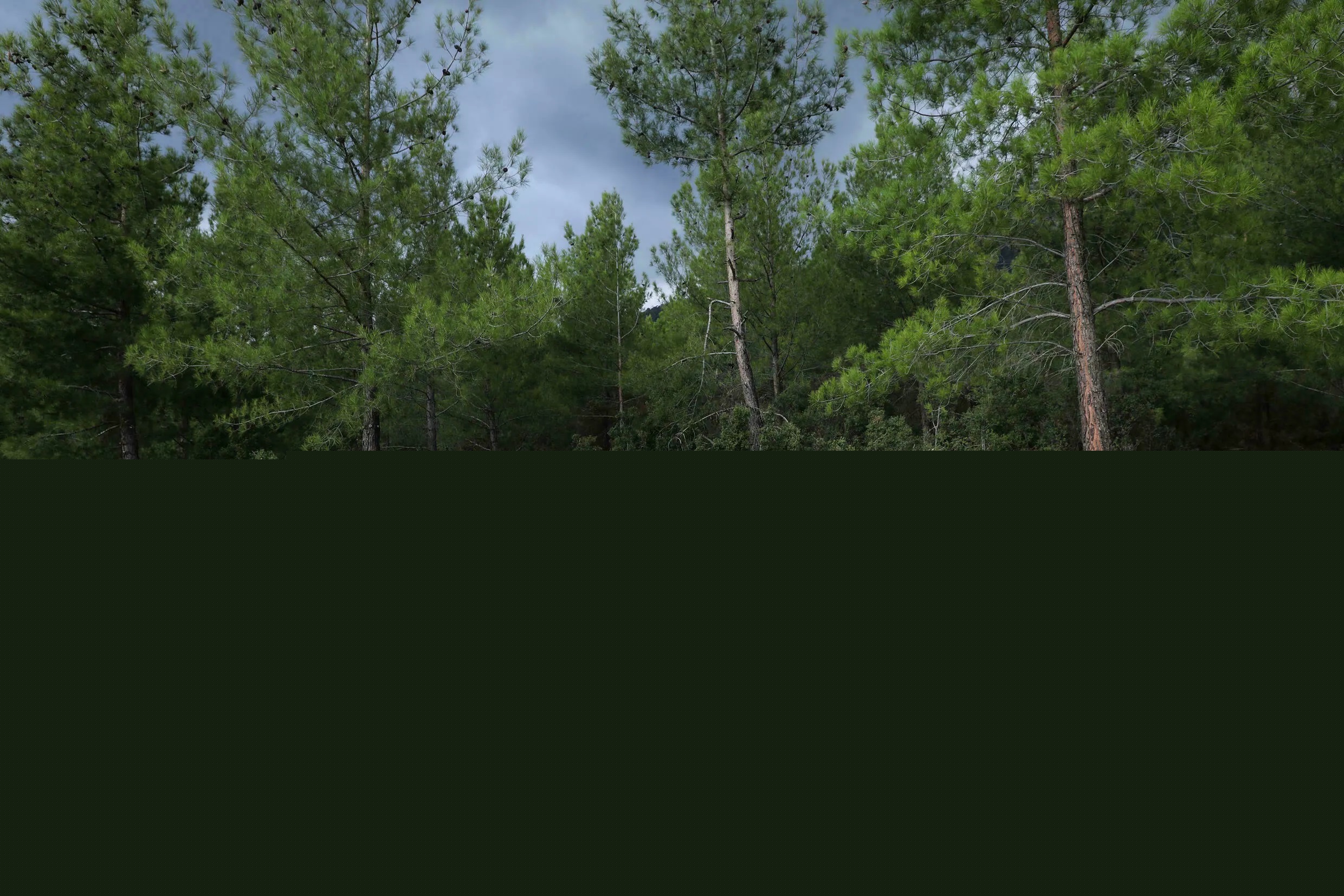 صنهعت عسل ترکیه