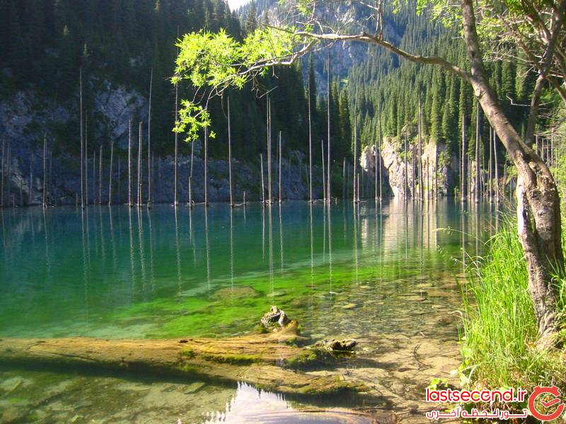 منظرههای باورنکردنی و خارق العاده در طبیعت (+عکس) جنگل زیردریایی در دریاچه کیندی، قزاقستان 