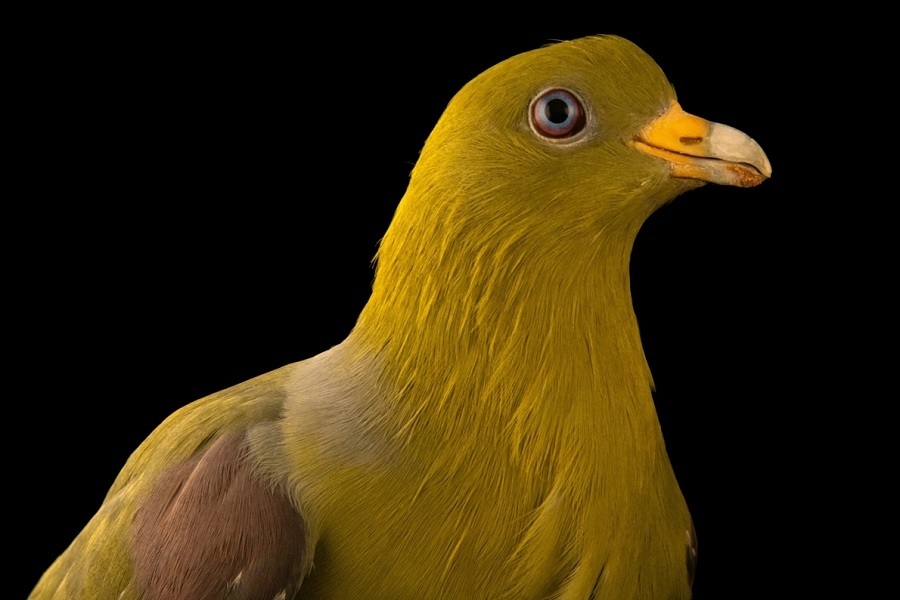 کبوترهای شگفتانگیزی که تاکنون ندیدهاید (+عکس) کبوترهای شگفتانگیزی که تاکنون ندیدهاید (+عکس)